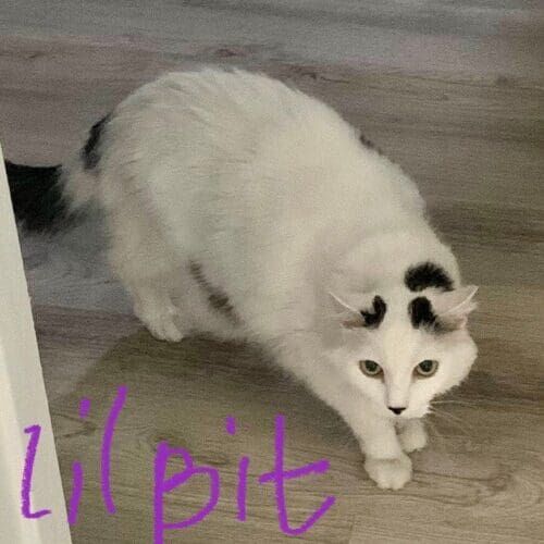 White cat named Lil Bit receiving daily care during pet sitting visits in Phoenix Arizona