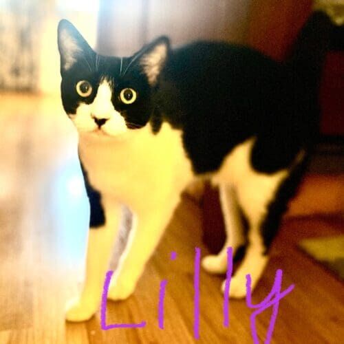 Black and white cat named Lilly receiving in-home care during a pet sitting visit in Phoenix Arizona