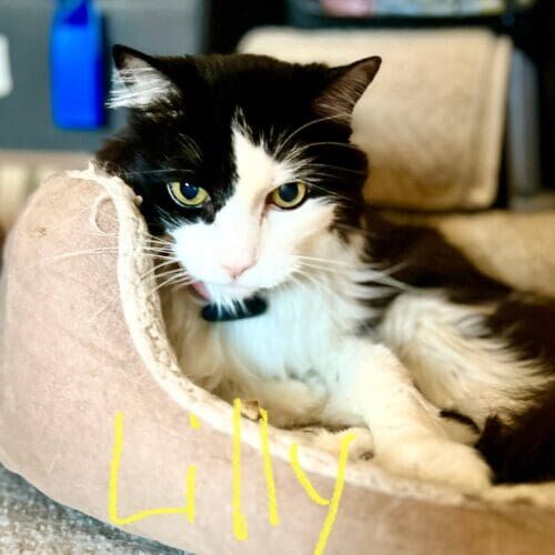 Black and white cat named Lilly receiving in-home care during a pet sitting visit in Arrowhead Ranch Glendale Arizona