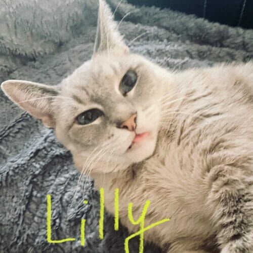 Grey cat named Lilly during a drop-in pet sitting visit in Glendale Arizona