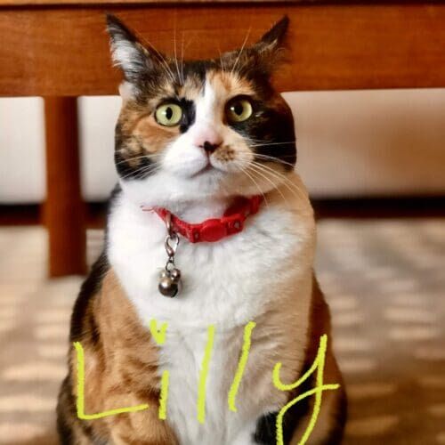 Tri-colored domestic short-haired cat named Lilly relaxing during a pet sitting visit in Sun City Arizona