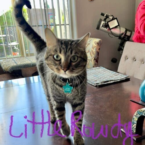 Cat named Rowdy looking for some play time during a pet sitting visit in Glendale Arizona