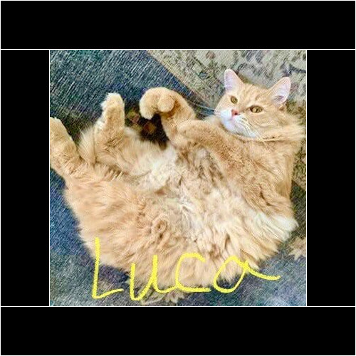 Orange cat named Luca receiving in-home care during a pet sitting visit in Phoenix Arizona
