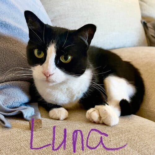 Black and white cat named Luna snuggled in her favorite spot during overnight in-home pet sitting in Peoria Arizona