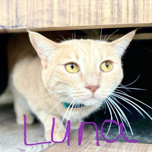 Cat named Luna during a drop-in pet sitting visit in Phoenix Arizona