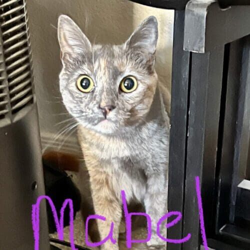 Cat named Mable inspecting the pet sitter during a short-term pet sitting visit in Glendale Arizona