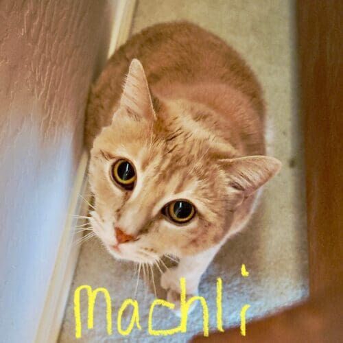 Orange cat named Machli lovingly asking for pets during in-home overnight pet sitting in Glendale Arizona