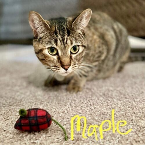 Cat named Maple relaxing during a pet sitting visit in Glendale Arizona