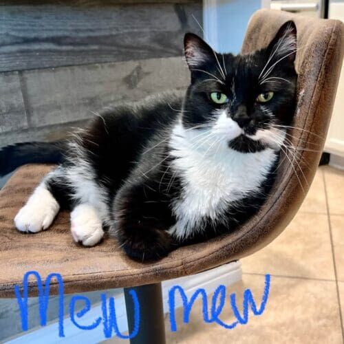 Black and white cat named Mewmew during a drop-in pet sitting visit in Glendale Arizona