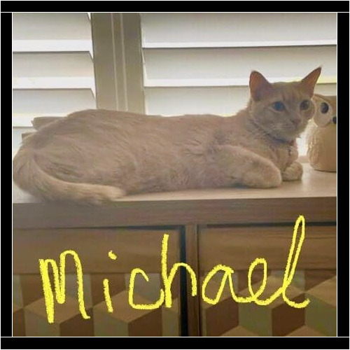 Cat named Michael receiving long-term in-home care during a pet sitting visit in Glendale Arizona