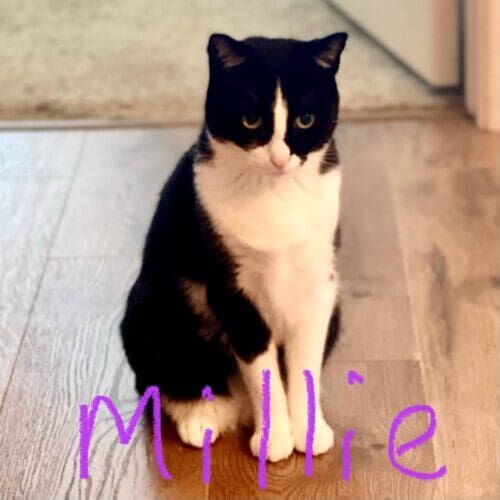 Black and white cat named Milie sitting perfectly during a pet sitting visit in Peoria Arizona