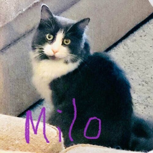 Black and white cat named Milo receiving in-home care during a pet sitting visit in Peoria Arizona