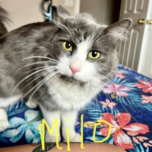 Grey and white cat named Milo intently watching during a pet sitting visit in Glendale Arizona