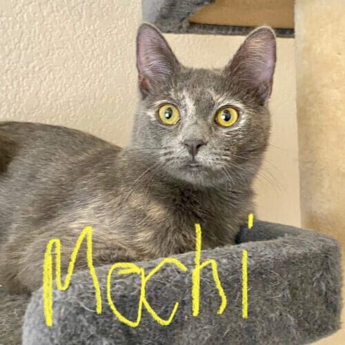 Grey cat named Mochi receiving short-term care during a pet sitting visit in Youngtown Arizona