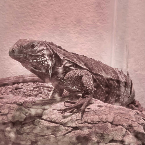 Monitor lizard during an in-home pet sitting visit in Glendale Arizona