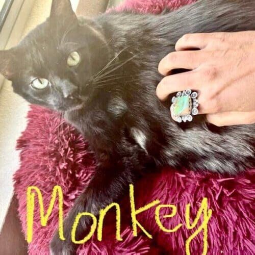 Black cat named Monkey during a drop-in pet sitting visit in Phoenix Arizona