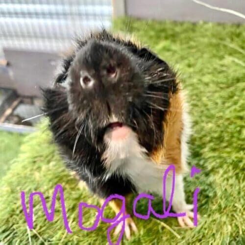 Guinea pig named Mowgli during a pet sitting visit in Sun City Arizona