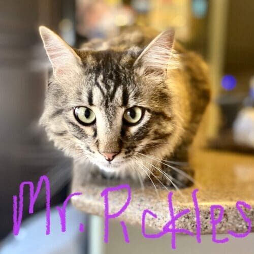 Cat named Mr Pickles relaxing during a pet sitting visit in Arrowhead Ranch Glendale Arizona