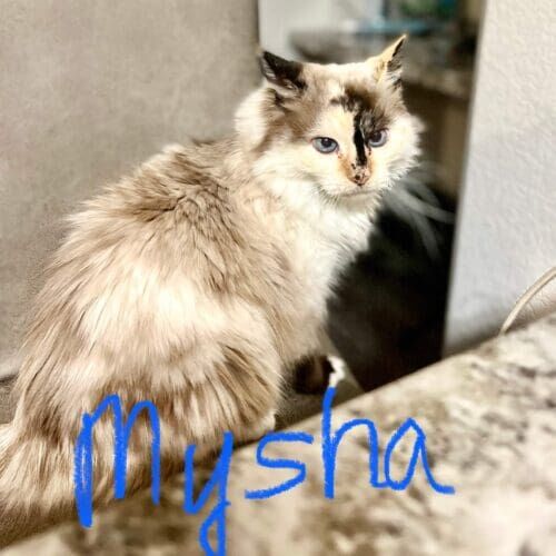 Cat named Mysha receiving in-home care during a pet sitting visit in Peoria Arizona