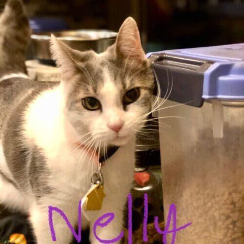 Cat named Nemo relaxing during a pet sitting visit in Peoria Arizona