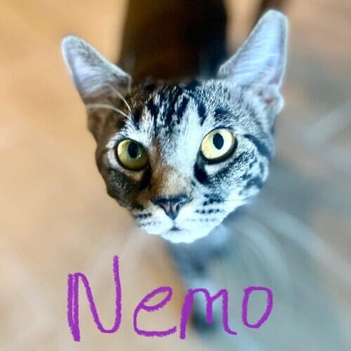 Cat named Nemo relaxing during a pet sitting visit in Peoria Arizona