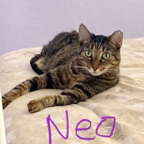 Cat named Neo being fed and cared for during a pet sitting visit including litter box cleaning in Glendale Arizona