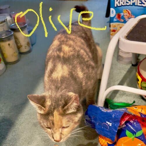 Tri-colored short-haired cat named Olive during a drop-in pet sitting visit in Glendale Arizona