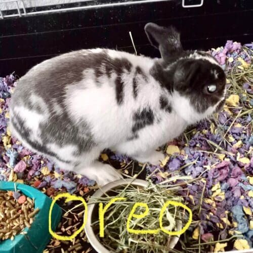 Rabbit named Oreo during a pet sitting visit in Glendale Arizona