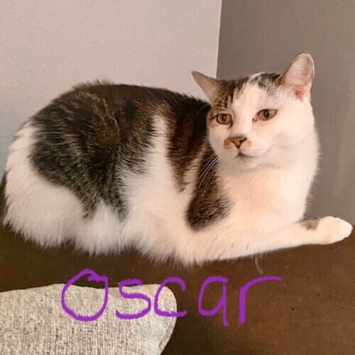 Cat receiving professional in-home care during a pet sitting visit in Peoria Arizona