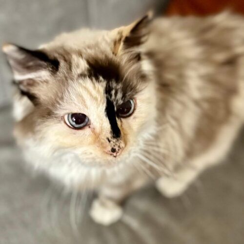 Cat receiving professional in-home care during a pet sitting visit in Peoria Arizona