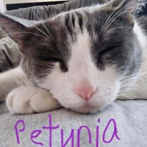 Cat named Petunia sleeping during a short-term pet sitting visit in Youngtown Arizona