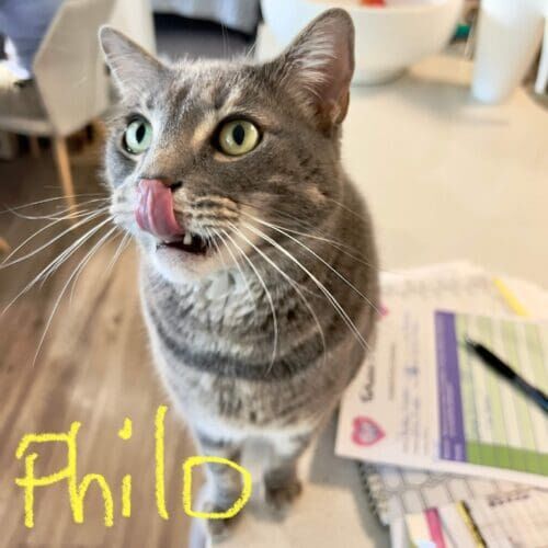 Cat named Phoebe licking his lips for dinner during in-home pet sitting in Peoria Arizona