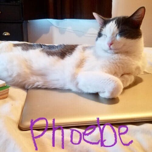 Cat named Phoebe resting overnight during in-home pet sitting in Peoria Arizona
