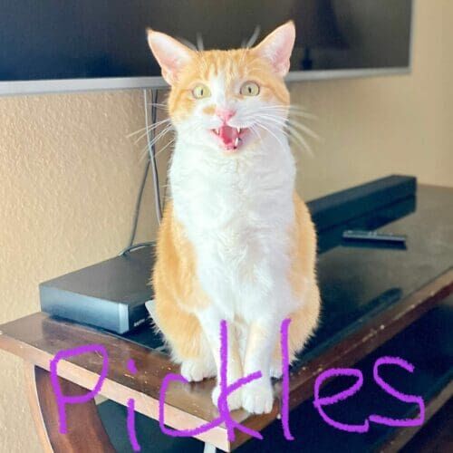 Orange and white cat named Pickles meowing loudly for treats during a pet sitting visit in Glendale Arizona