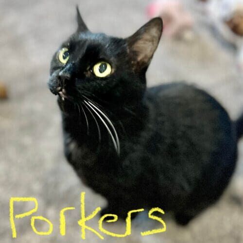 Black cat named Porkers during a drop-in pet sitting visit in Peoria Arizona