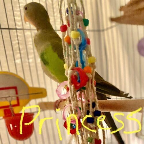 Bird named Princess during a pet sitting visit in Sun City Arizona