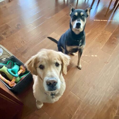 Two dogs receive professional dog sitting services in their home in Glendale, AZ.