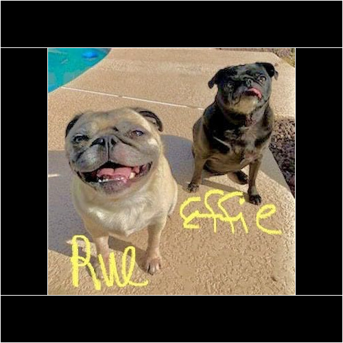 Effie & rue the pugs Effie and Rue the pugs were happy to hang out with their pet sitter during their in home pet sitting visits in Glendale, AZ.