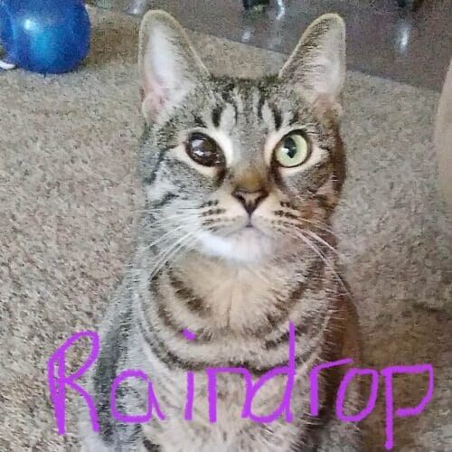 Cat named Raindrop receiving special needs care during a pet sitting visit in Glendale Arizona