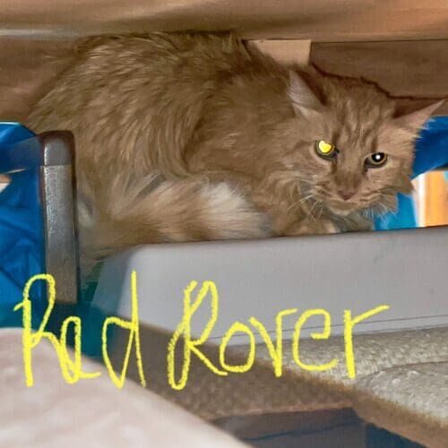 Cat named Red Rover hiding in his favorite spot during in-home pet sitting in Sun City Arizona