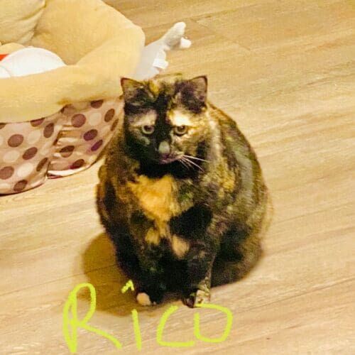 Overweight cat named Rico sitting and waiting for food during a pet sitting visit in Youngtown Arizona