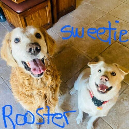 Rooster the Golden Retriever and Sweetie the husky mix are all smiles during their at home drop in pet sitting visits in Glendale, AZ.