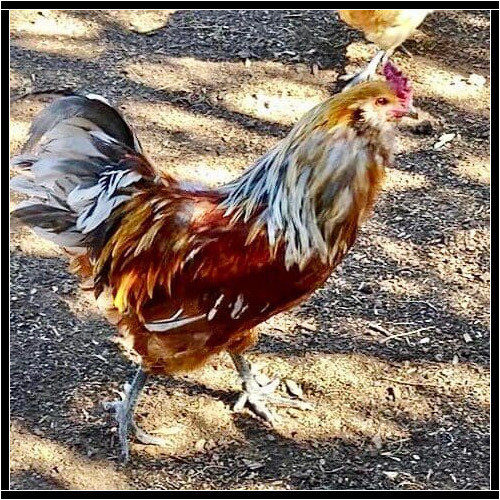 Rooster receiving in-home care during a pet sitting visit in Glendale Arizona