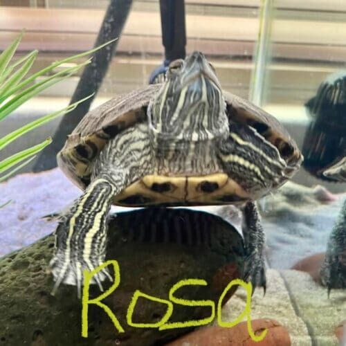 Turtle named Rosa during an in-home pet sitting visit in Peoria Arizona
