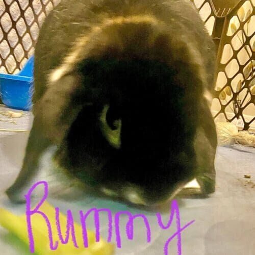Rabbit named Rummy during an in-home pet sitting visit in Glendale Arizona