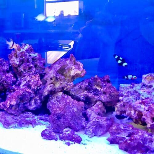Saltwater fish tank during a pet sitting visit in Phoenix Arizona