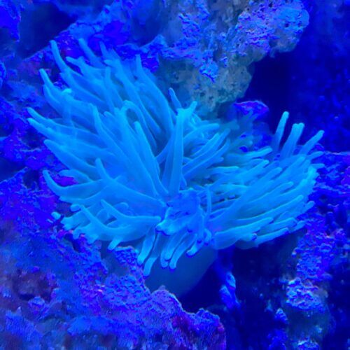 Saltwater aquarium with sea anemone receiving feeding during a pet sitting visit in Glendale Arizona