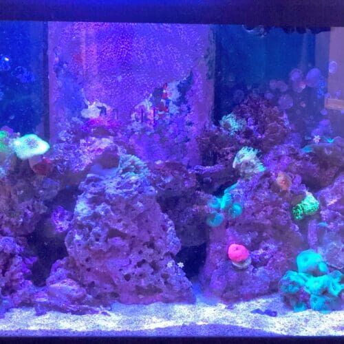 Saltwater fish tank during a pet sitting visit in Phoenix Arizona