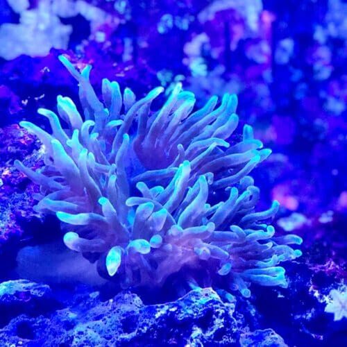 Saltwater aquarium with bubble tip anemone receiving feeding during a pet sitting visit in Peoria Arizona
