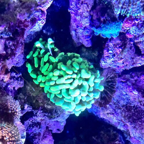 Saltwater coral aquarium receiving care during a pet sitting visit in Peoria Arizona
